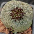 Pseudolithos miguirtinus