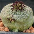 Pseudolithos miguirtinus