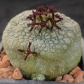 Pseudolithos miguirtinus