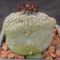 Pseudolithos miguirtinus
