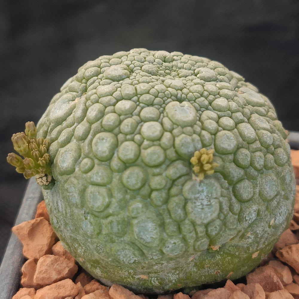 Pseudolithos miguirtinus