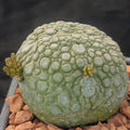 Pseudolithos miguirtinus