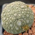 Pseudolithos miguirtinus