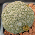 Pseudolithos miguirtinus