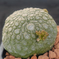 Pseudolithos miguirtinus