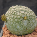 Pseudolithos miguirtinus
