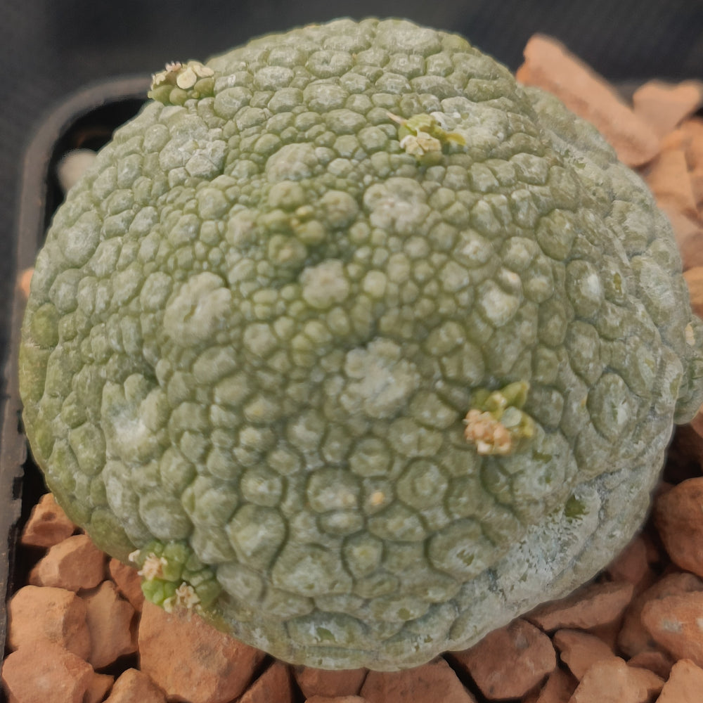 Pseudolithos miguirtinus