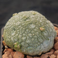 Pseudolithos miguirtinus