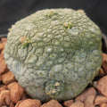 Pseudolithos miguirtinus