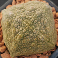 Pseudolithos cubiformis