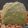 Pseudolithos cubiformis