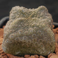 Pseudolithos cubiformis