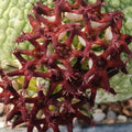 Pseudolithos miguirtinus