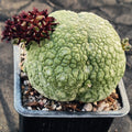 Pseudolithos miguirtinus
