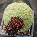 Pseudolithos miguirtinus