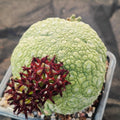 Pseudolithos miguirtinus