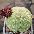 Pseudolithos miguirtinus