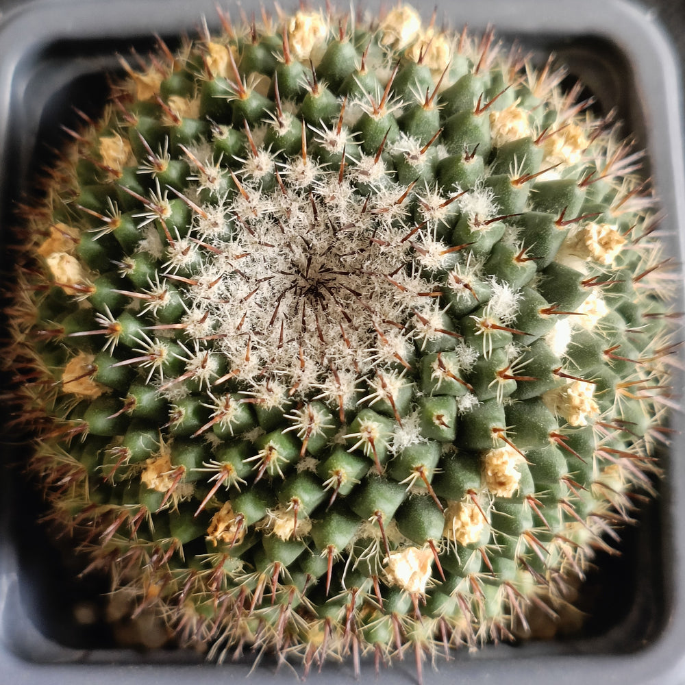 Mammillaria sempervivi