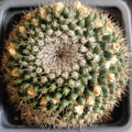 Mammillaria sempervivi