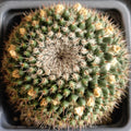 Mammillaria sempervivi