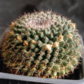 Mammillaria sempervivi