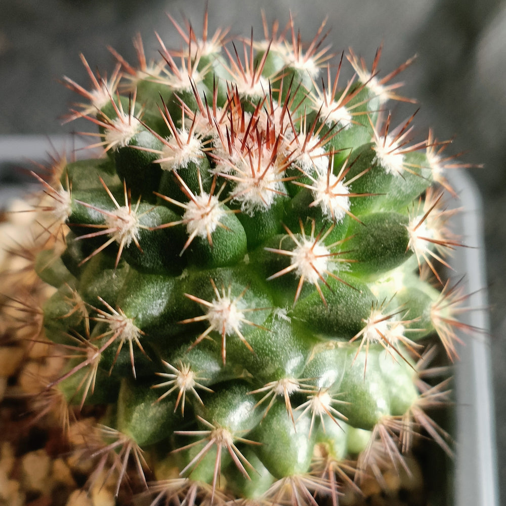 Mammillaria mammillaris
