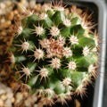 Mammillaria mammillaris