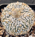 Astrophytum asterias “CV SUPERKABUTO BIG DOT”