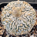 Astrophytum asterias “CV SUPERKABUTO BIG DOT”