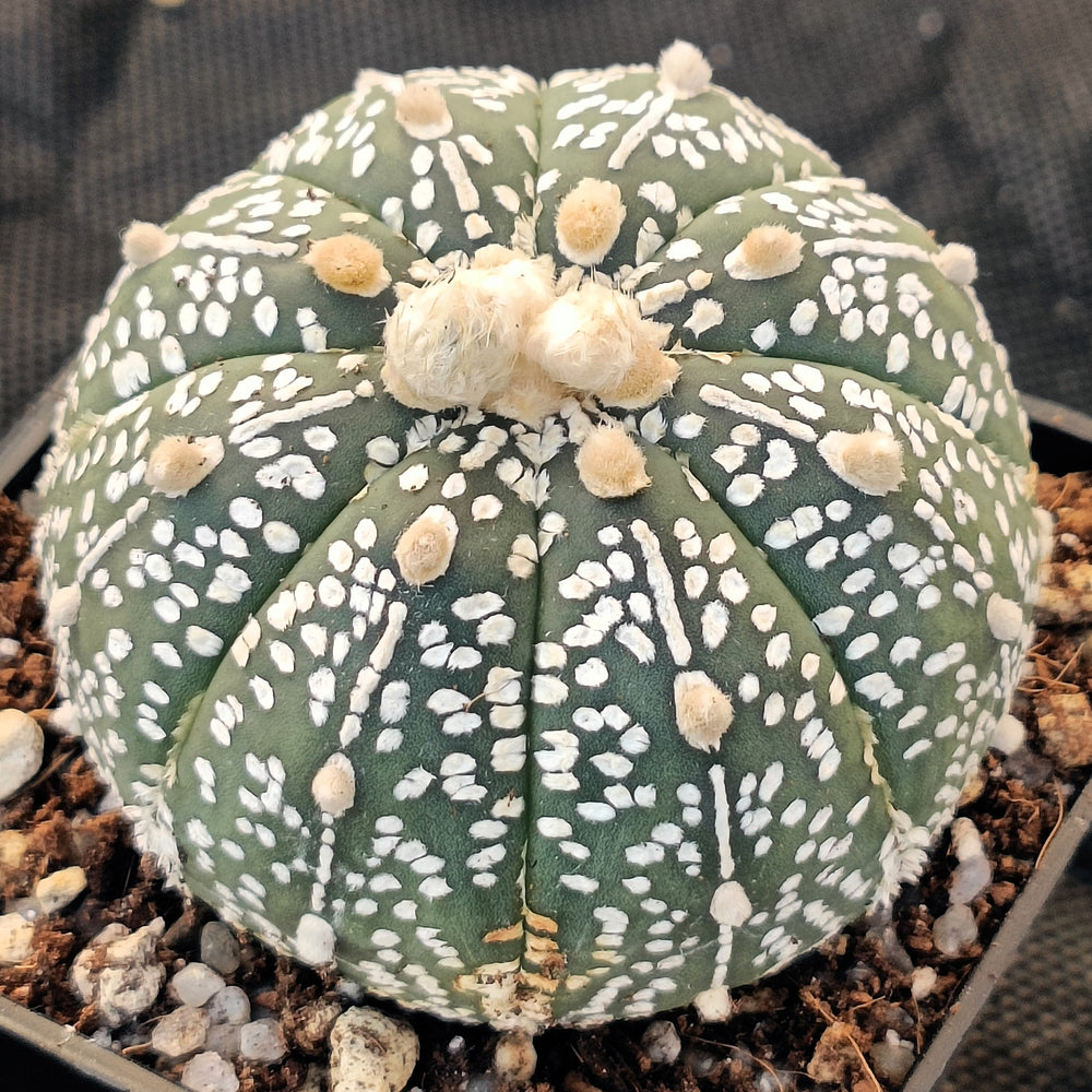 Astrophytum asterias “CV SUPERKABUTO HAKUJO-”