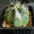 Echinocereus knippelianus subsp. reyesii