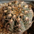 Gymnocalycium amerhauseri