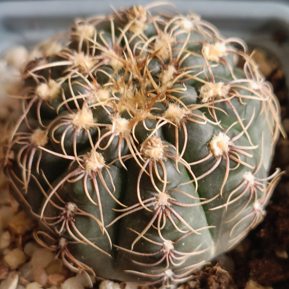 Gymnocalycium amerhauseri