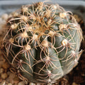 Gymnocalycium amerhauseri