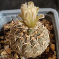 Gymnocalycium stellatum v paucispinum