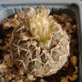 Gymnocalycium stellatum v paucispinum