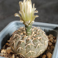 Gymnocalycium stellatum v paucispinum