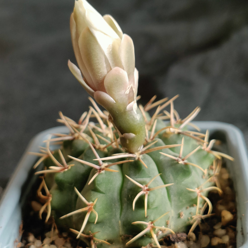 Gymnocalycium gibbosum  var chubetense