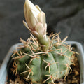 Gymnocalycium gibbosum  var chubetense