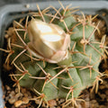 Gymnocalycium gibbosum  var chubetense