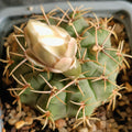 Gymnocalycium gibbosum  var chubetense