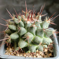 Mammillaria heyderi var applanata