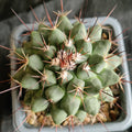 Mammillaria heyderi var applanata