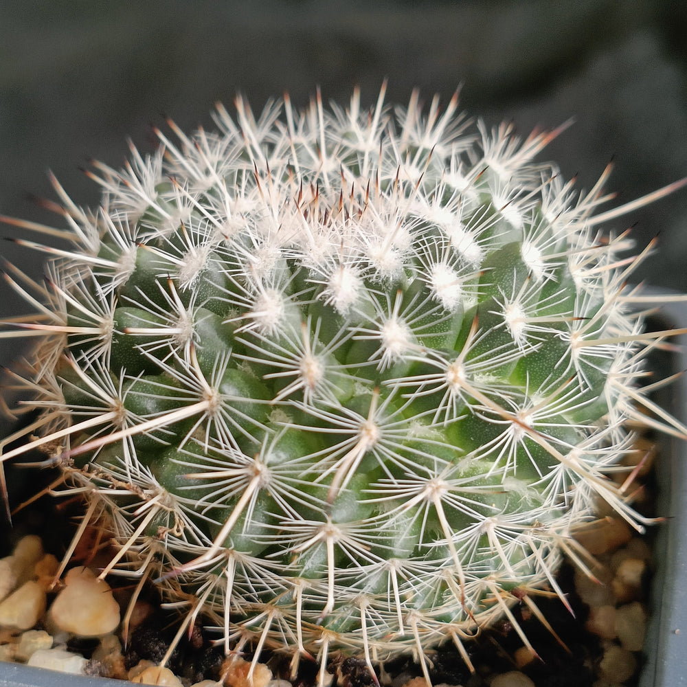 Mammillaria geminispina