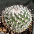 Mammillaria geminispina
