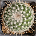 Mammillaria geminispina