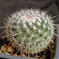 Mammillaria geminispina