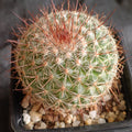 Mammillaria temorisensis