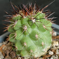 Eriosyce islayensis