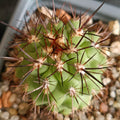 Eriosyce islayensis